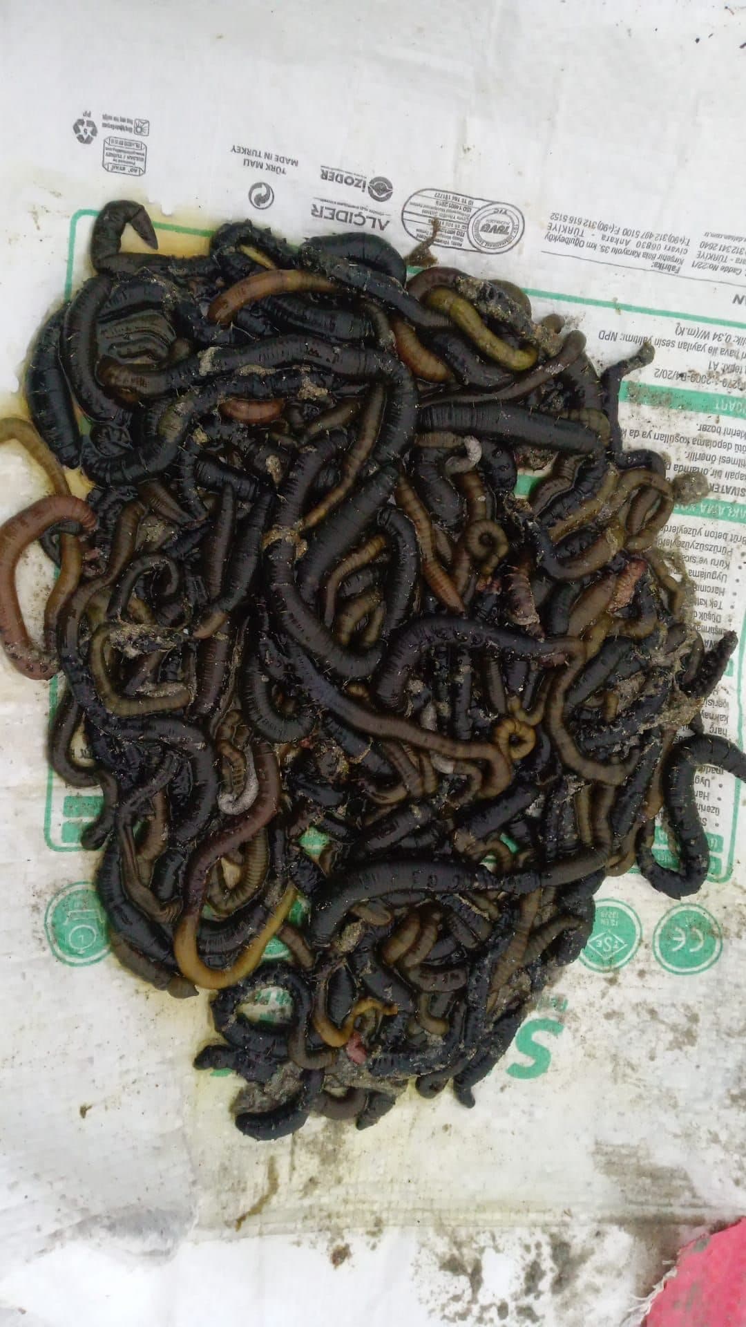 Kobra Kurdu ile Surfcasting